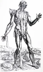 Pladerne fra anden bog af De Humani Corporis Fabrica