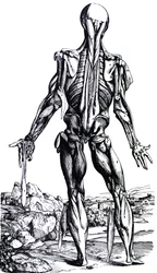 Pladerne fra anden bog af De Humani Corporis Fabrica