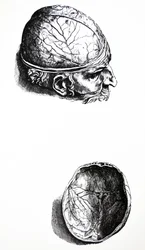 Pladerne fra den syvende bog i De Humani Corporis Fabrica