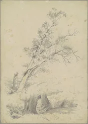 Træer, Hudson