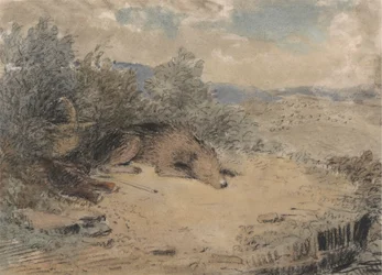 Fårehund sover i et landskab