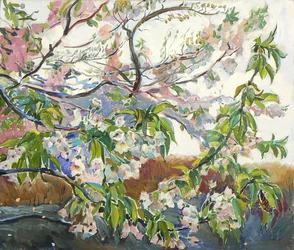 Blomstrende kirsebærgrene