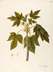 Papaya (Carica papaya), Caricaceae, varmt drivhustræ med vedvarende blade, dyrket for sin frugt, hjemmehørende i tropisk Amerika, akvarel
