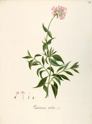 Valerianaceae, rød baldrian (Centranthus ruber), urteagtig flerårig plante til blomsterbede eller klippehaver, spontan i Italien, af Angela Rossi Bottione og kolleger, akvarel