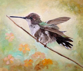 Kolibri på en gren