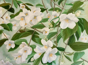 Hvide jasminblomster