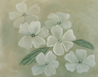 Hvid primula