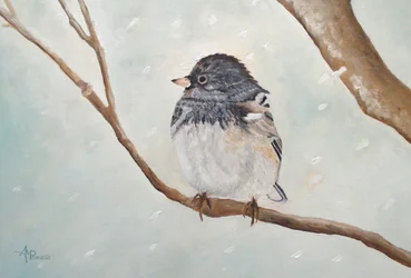 Vinterjunco