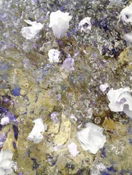 Drømmende blomsterrefleksioner