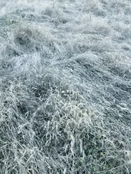 Frostbelagt vintergræs
