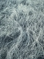 Frostklædt vintergræs