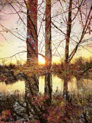 Gyldent lys – efterårsrefleksioner