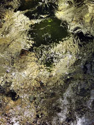 Gyldent vandskær