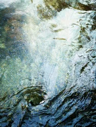 Flydende skov (1)