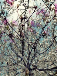 Lyserøde og hvide forårsblomster