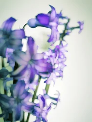 Bløde lilla blomster