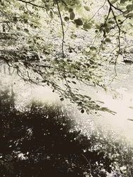 Solbeskinnet skovkronetag