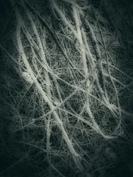 Snoede vintergrene