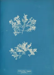 Achnanthes longipes. parasitisk., ca. 1853.