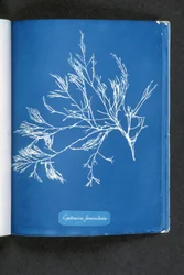 Cystoseira foeniculacea, from "Photographs of British Algae: Cyanotype Impressions", published 1843-53dani