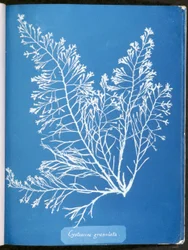 Cystoseira granulata, fra "Photographs of British Algae: Cyanotype Impressions", udgivet 1843-53