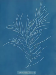 Desmarestia aculeata, ca. 1853.