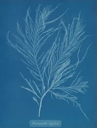 Desmarestia liqulata, ca. 1853.