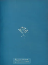 Marine kiselalger på Ceramium rubrum, ca. 1853