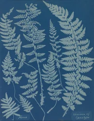 Bregner. Prøve af cyanotype, 1840