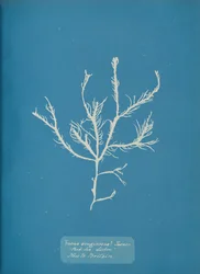 Fucus æruginosus Turner. Med. Sea Lisbon New to Britain., ca. 1853.