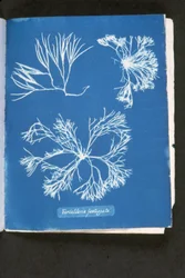 Furcelleria fastigiata, fra 