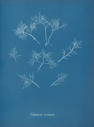 Hornhindefrost, ca. 1853