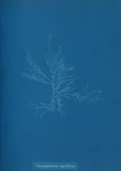 Gloisiphonia capillaris, ca. 1853.