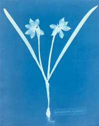 Leucojam Varium af Anna Atkins