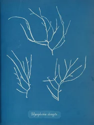 Polysiphonia elongata, ca. 1853