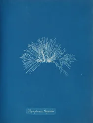 Polysiphonia thuyoides, ca. 1853.