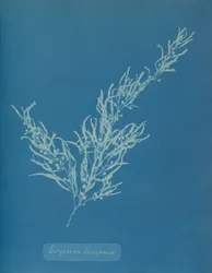 Sargassum bacciferum, ca. 1853.