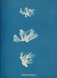 Skizonema Dillwynii, ca. 1853.