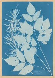 Spiraea aruncus (Tyrol)