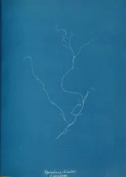 Sporochnius rhizodes ß paracloxa, ca. 1853.