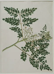 Moringa oleifera, også kaldet peberrodstræ, eller trommestiktræ (akvarel på papir)