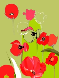 Tulipan