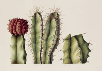 Cacti, 1999 (wc på papir)