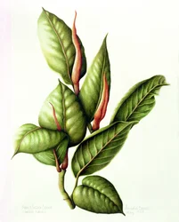 Rubber Plant, 1999 (wc på papir)