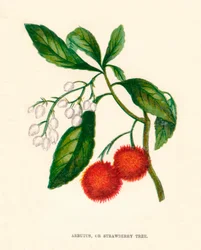 Arbutus eller jordbærtræ, c1891, 1891