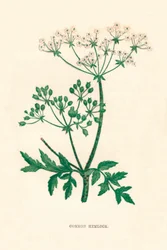Almindelig hemlock, c1891, 1891