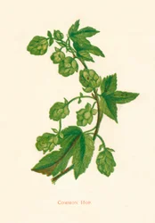 Almindelig humle, c1891, 1891