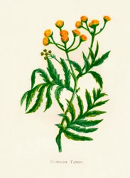 Almindelig Tansy, c1891, 1891
