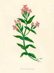 Feltgentian, c1891, 1891
