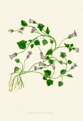 Ivy-Leaved Bellflower, c1891, 1891